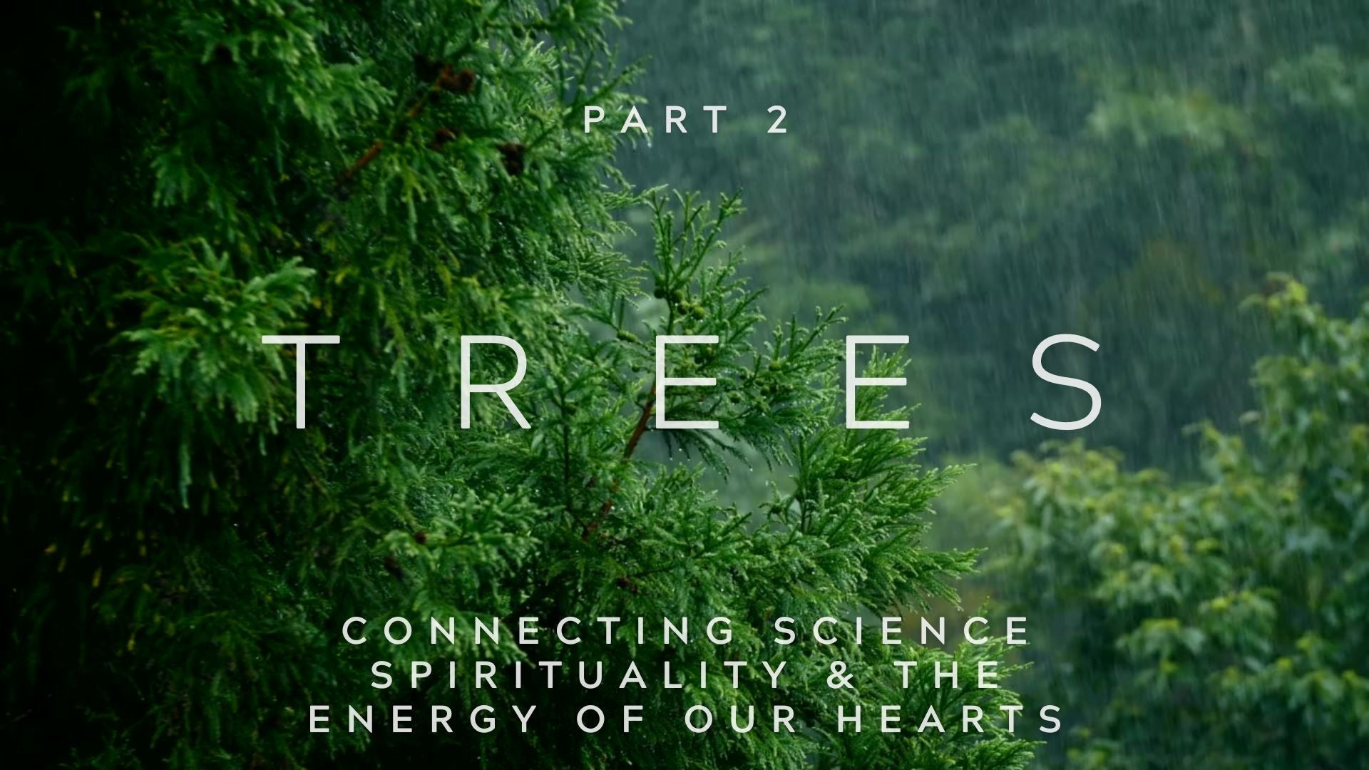 Trees Part 2: Connection between Science Spirituality & Trees