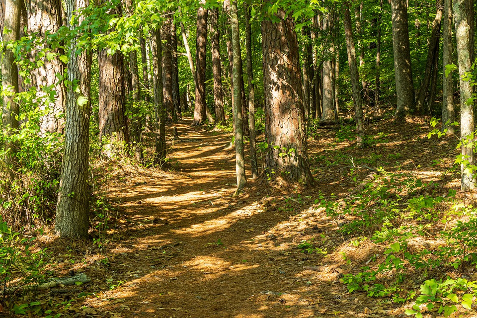 We now plant a tree for every order we receive!