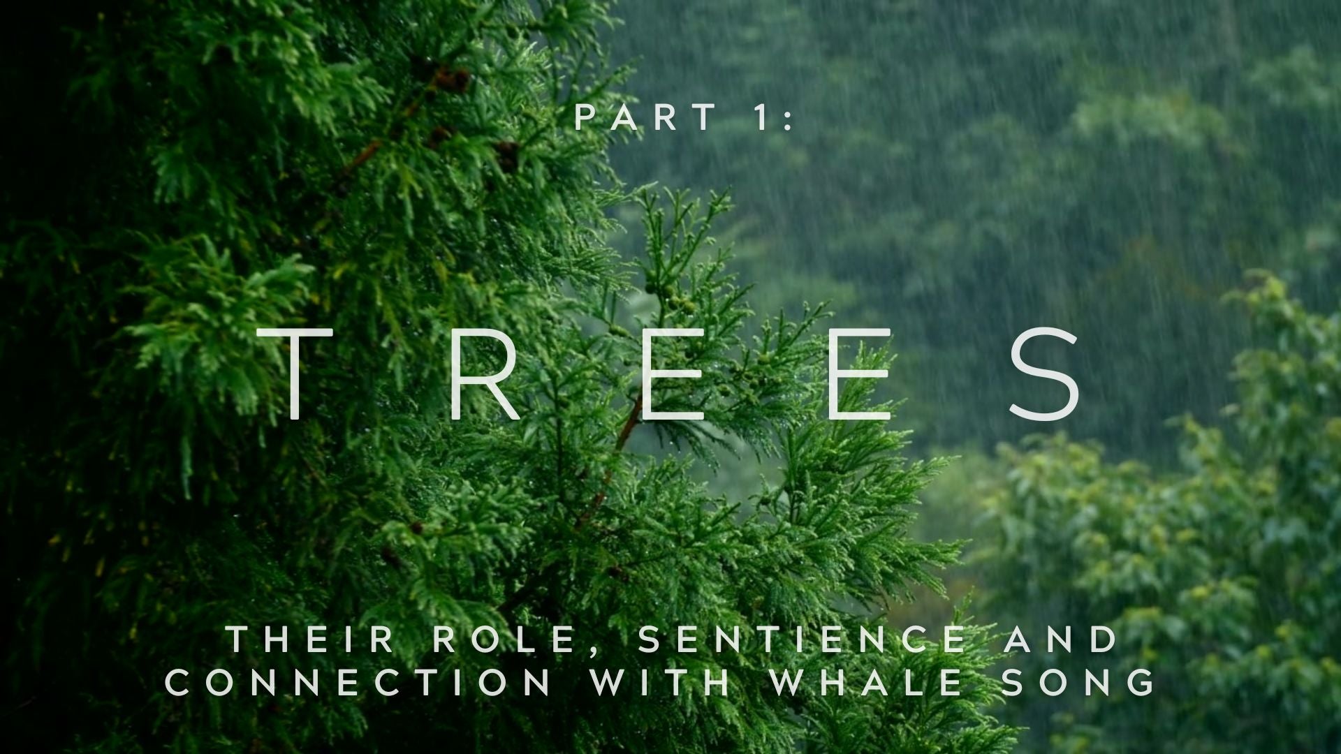 Trees Part 1: Their role, sentience and connection with whale song